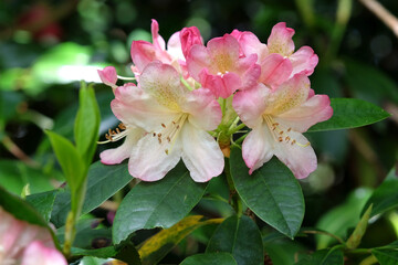 Pink and cream Rhododendron ‘Percy Wiseman’ in flower
