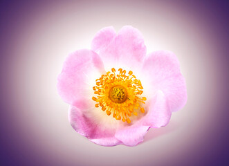 Rose hip flower  on rose background. Herbal medicine. Macro.