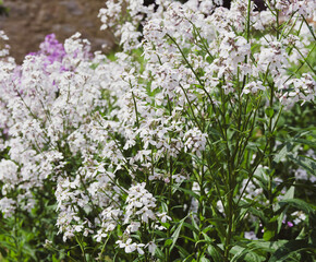 (Hesperis matronalis) Ornamental flowers of Dame's rockets in loose clusters of white petaled veined flowers on erect stems bearing narrow, lanceolate and hairy toothed leaves - Powered by Adobe