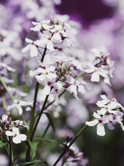 Dame's rockets (Hesperis matronalis) Racemes of white and lilac four-petaled veined flowers with dark stamens on erect stems

