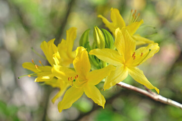 Rhododendron luteum, the yellow azalea or honeysuckle azalea in flower.