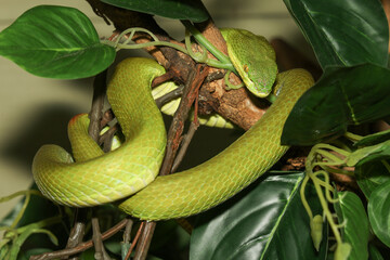 Close up green pit viper snake in the garden at thailand