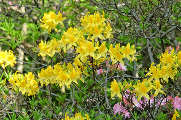Rhododendron luteum, the yellow azalea or honeysuckle azalea in flower.