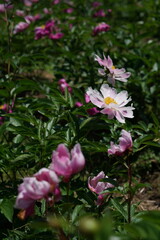 Faint Pink Flowers of Peony in Full Bloom