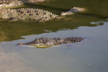 The salt crocodile swimming on the river near canal