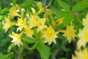 Obraz premium Yellow double Rhododendron Azalea Narcissiflorum in flower.