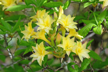 Yellow double Rhododendron Azalea Narcissiflorum in flower.