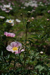 Faint Pink Flowers of Peony in Full Bloom