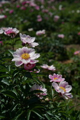 Faint Pink Flowers of Peony in Full Bloom