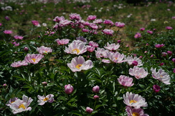 Faint Pink Flowers of Peony in Full Bloom