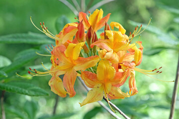 Orange and gold Rhododendron Azalea Mollis ‘Golden Flare’ in flower.