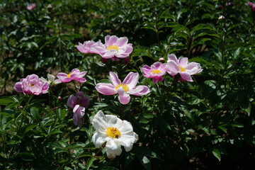 Faint Pink Flowers of Peony in Full Bloom