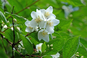 White Philadelphus coronarius, or Mock Orange, in flower.