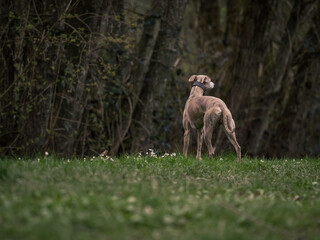Cute brindle whippet turned away, surrounded by nature