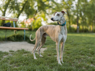 Beautiful light brindle whippet standing in a park at sunset, surrounded by green nature