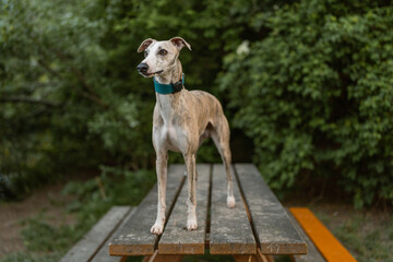 Beautiful portrait of a blue fawn brindle whippet standing on a wooden table, surrounded by green...