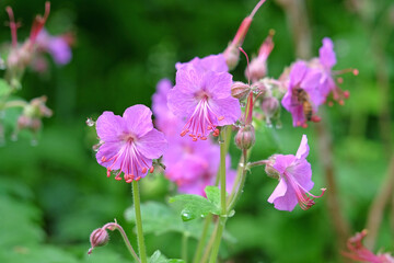 Dainty purple Geranium macrorrhizum ‘Bevan’s Variety’, also known as bigroot geranium, Bulgarian geranium, and rock crane’s bill in flower.