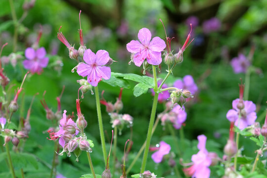 Dainty purple Geranium macrorrhizum &lsquo;Bevan&rsquo;s Variety&rsquo;, also known as bigroot geranium, Bulgarian geranium, and rock crane&rsquo;s bill in flower.