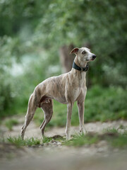 Beautiful portrait of a blue fawn brindle whippet dog surrounded by green