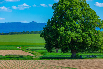 tall limetree, horse rider and a castle in the background