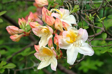 Obraz premium Cream and orange Rhododendron azalea ‘Silver Slipper’ in flower.