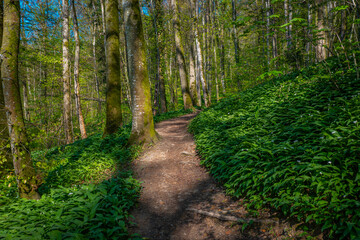 forest path with wild garlic