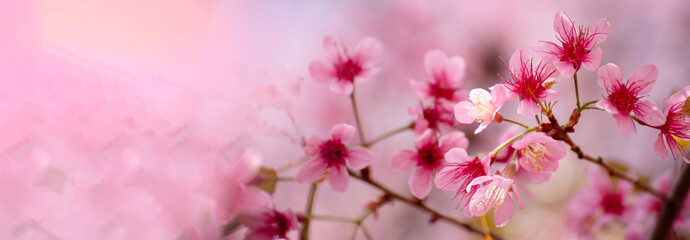 Banner Pink sweet Pastel flower floral soft nature blossom blurred background. Romance pinky plum botanical bloom spring season. Panorama Blurry Cherry blossom petals garden with copy space