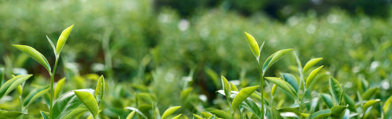 Obraz premium Banner Green tea tree leaves camellia sinensis organic farm sunlight. Panorama Fresh young tender bud herbal farm in morning. Banner Sunlight Green tea tree plant. Wide Green Tea Tree with copy space