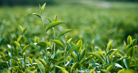 Green tea tree fresh leaves in eco herbal farm. Tree tea plantations in morning sun light. Freshness herbal natural garden farmland. Drinking organic relax heath plant. Green tea tree in farm