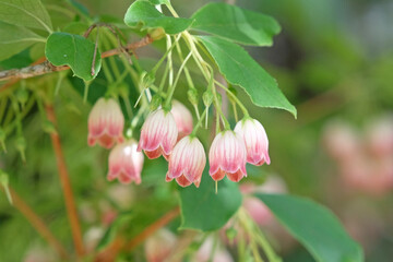 The pretty red flower bells of the Enkianthus campanulatus, commonly called redvein enkianthus ‘Victoria’ in flower.