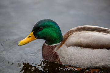 beautiful water birds of lake como