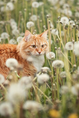 A photo of a fluffy red cat in a field with dandelions.
