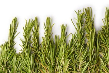 Fresh rosemary herb isolated on a white background.