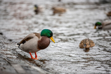 beautiful water birds of lake como