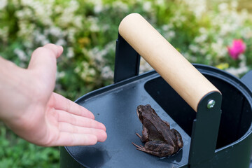 Common frog sitting on black watering can in garden and person’s hand that  reaches out towards...