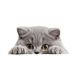 A gray cat peeking over the edge of a table with its paws on the table.