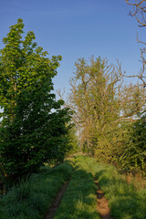 Fototapeta premium A straight hidden Path or Track between Field margins near to the Village of Memus in the Strathmore Valley, with small trees and bushes beside it.