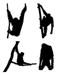 Orrangutan silhouette collection in different positions on transparent background. © Jan