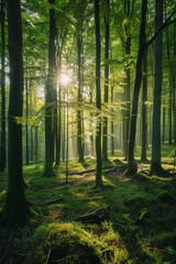 Green forest with beech trees, during spring time, with sun light and shadows, in a morning misty atmosphere.