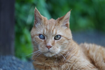 Ein roter alter Kater