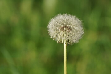  Löwenzahn oder Pusteblume auf einer Wiese