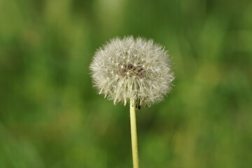  Löwenzahn oder Pusteblume auf einer Wiese