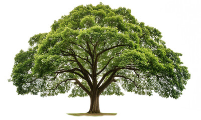 １本の大きな木