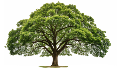 １本の大きな木