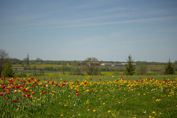 Filed of colorful Tulips flower blossom garden  and cattle farm