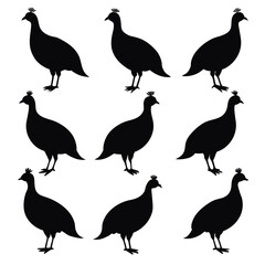 Set of guinea fowl birds animal Silhouette Vector on a white background