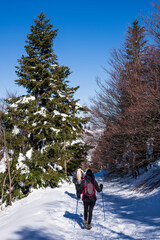 Two women walking on snow in a winter forest, France, vertical shot
