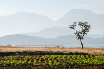 Beautiful moody, Misty, Hazy, Foggy landscape at Bhandardara, Maharashtra, India, Asia. Background. Backdrop. Wallpaper.