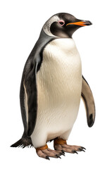 Fototapeta premium penguin isolated on a transparent background