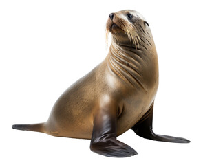 Fototapeta premium sealion isolated on a transparent background